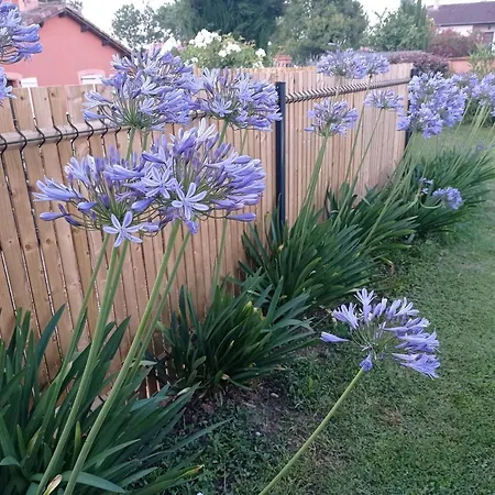 T3 L'olivier & Jardin 1 A 4 Pers A Terra * Μπαλμά