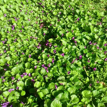 T3 L'olivier & Jardin 1 A 4 Pers A Terra