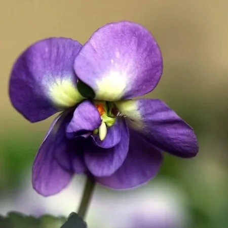 T3 L'olivier & Jardin 1 A 4 Pers A Terra