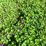 T3 L'olivier & Jardin 1 A 4 Pers A Terra