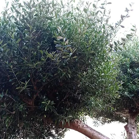 T3 L'olivier & Jardin 1 A 4 Pers A Terra Апартаменты