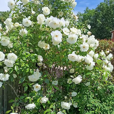 T3 L'olivier & Jardin 1 A 4 Pers A Terra Апартаменты Бальма