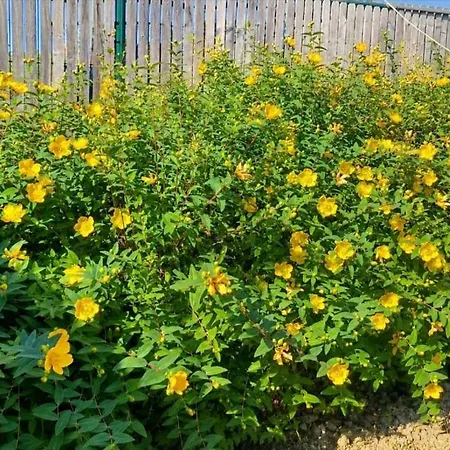 T3 L'olivier & Jardin 1 A 4 Pers A Terra *