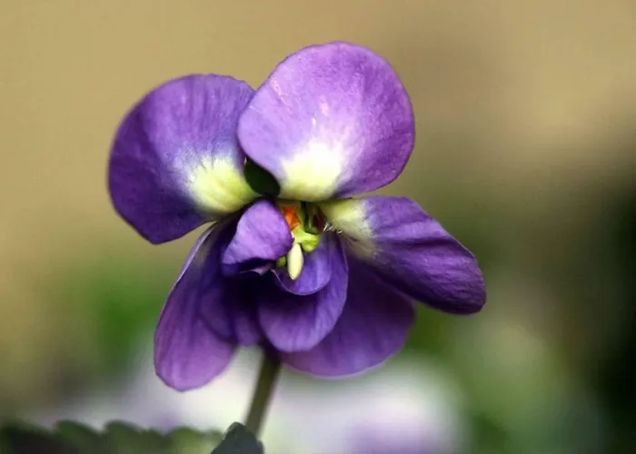 T3 L'olivier&jardin 1 à 4 Pers à Terra